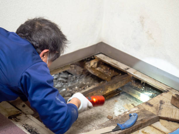 Best Attic Mold Removal  in Meadowlakes, TX