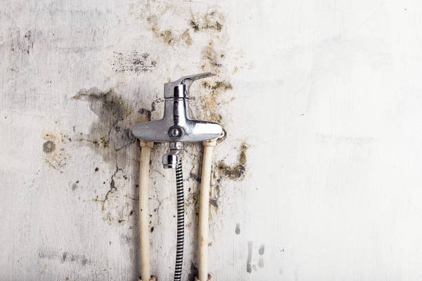 Reliable Meadowlakes, TX Mold Removal Solutions