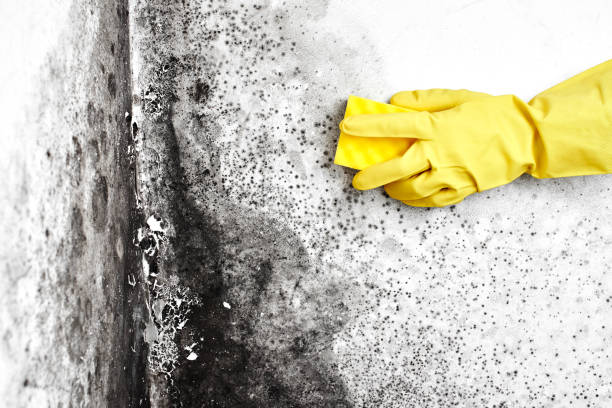Best Crawl Space Mold Removal  in Meadowlakes, TX