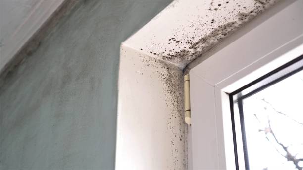 Attic Mold Removal in Meadowlakes, TX