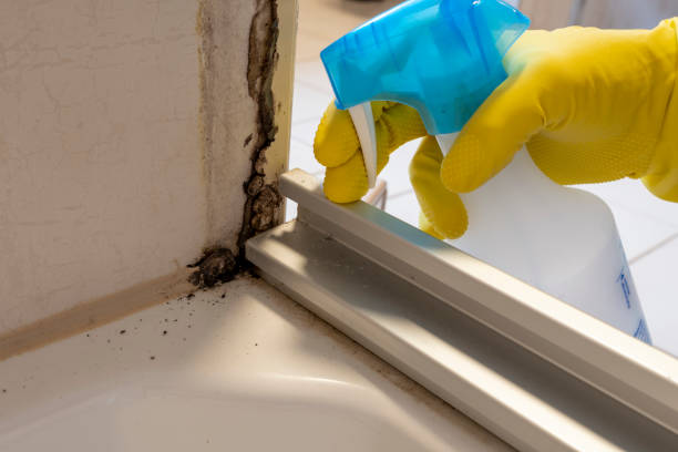 Best Mold Removal Near Me  in Meadowlakes, TX