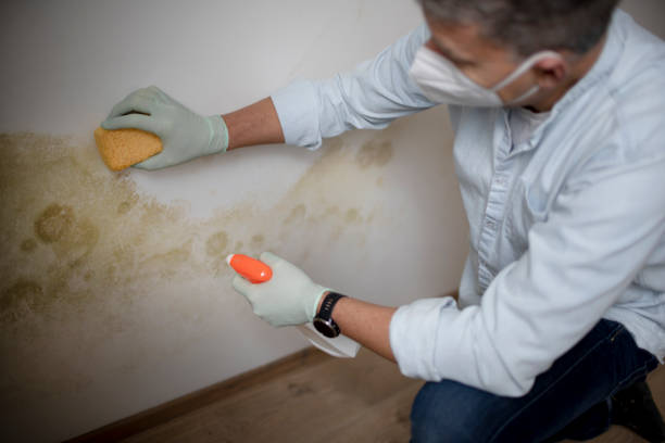 Best Black Mold Removal  in Meadowlakes, TX