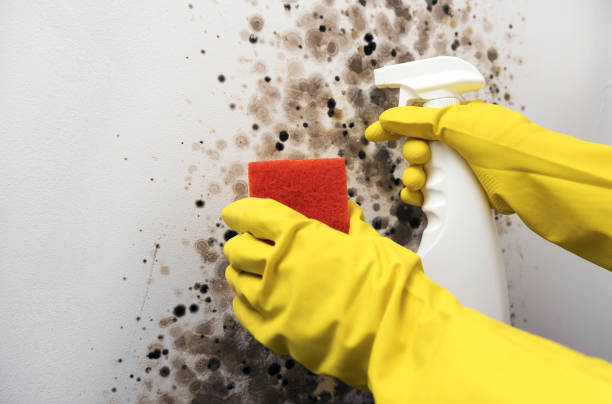 Best Home Mold Removal  in Meadowlakes, TX