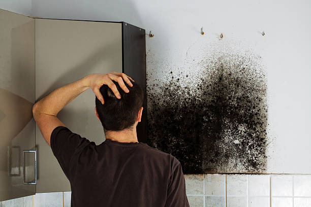 Certified Mold Removal in Meadowlakes, TX